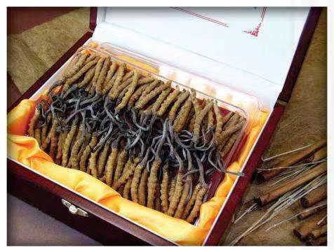 同德冬虫夏草回收